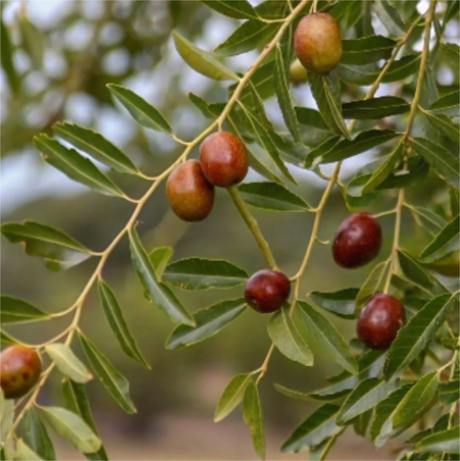 <!-- THEME DEBUG --><!-- THEME HOOK: 'field' --><!-- FILE NAME SUGGESTIONS:
▪️ field--paragraph--field-title--step-item.html.twig
▪️ field--paragraph--field-title.html.twig
▪️ field--paragraph--step-item.html.twig
▪️ field--field-title.html.twig
▪️ field--string.html.twig
✅ field.html.twig
--><!-- 💡 BEGIN CUSTOM TEMPLATE OUTPUT from 'themes/basic-master/templates/field/field.html.twig' -->
Giuggioli
<!-- END CUSTOM TEMPLATE OUTPUT from 'themes/basic-master/templates/field/field.html.twig' -->