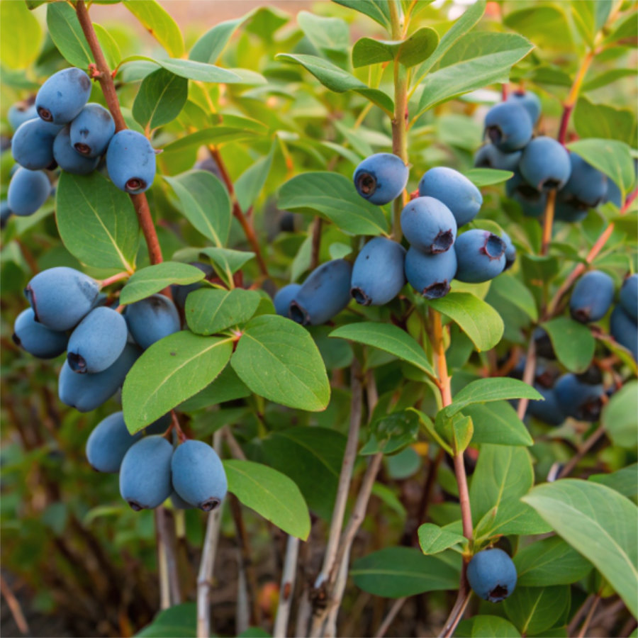 <!-- THEME DEBUG --><!-- THEME HOOK: 'field' --><!-- FILE NAME SUGGESTIONS:
▪️ field--paragraph--field-title--step-item.html.twig
▪️ field--paragraph--field-title.html.twig
▪️ field--paragraph--step-item.html.twig
▪️ field--field-title.html.twig
▪️ field--string.html.twig
✅ field.html.twig
--><!-- 💡 BEGIN CUSTOM TEMPLATE OUTPUT from 'themes/basic-master/templates/field/field.html.twig' -->
Caprifoglio commestibile
<!-- END CUSTOM TEMPLATE OUTPUT from 'themes/basic-master/templates/field/field.html.twig' -->