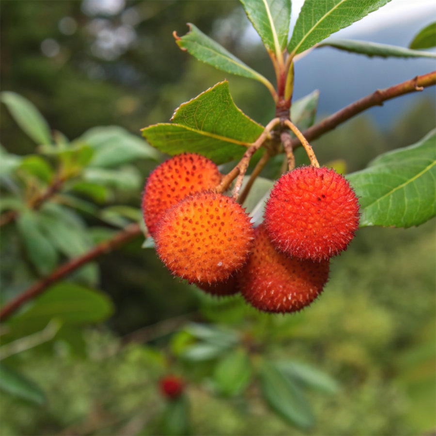 <!-- THEME DEBUG --><!-- THEME HOOK: 'field' --><!-- FILE NAME SUGGESTIONS:
▪️ field--paragraph--field-title--step-item.html.twig
▪️ field--paragraph--field-title.html.twig
▪️ field--paragraph--step-item.html.twig
▪️ field--field-title.html.twig
▪️ field--string.html.twig
✅ field.html.twig
--><!-- 💡 BEGIN CUSTOM TEMPLATE OUTPUT from 'themes/basic-master/templates/field/field.html.twig' -->
Corbezzolo
<!-- END CUSTOM TEMPLATE OUTPUT from 'themes/basic-master/templates/field/field.html.twig' -->