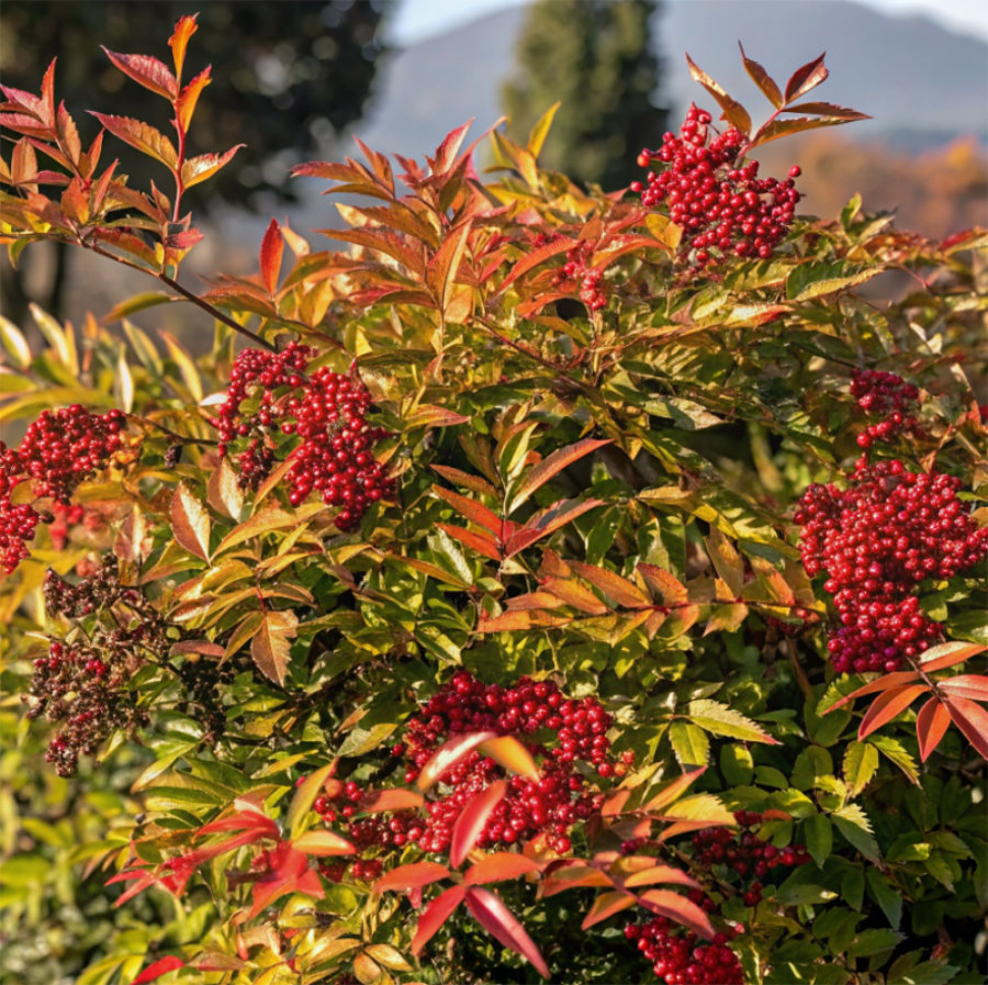 <!-- THEME DEBUG --><!-- THEME HOOK: 'field' --><!-- FILE NAME SUGGESTIONS:
▪️ field--paragraph--field-title--step-item.html.twig
▪️ field--paragraph--field-title.html.twig
▪️ field--paragraph--step-item.html.twig
▪️ field--field-title.html.twig
▪️ field--string.html.twig
✅ field.html.twig
--><!-- 💡 BEGIN CUSTOM TEMPLATE OUTPUT from 'themes/basic-master/templates/field/field.html.twig' -->
Arbusti da bacca
<!-- END CUSTOM TEMPLATE OUTPUT from 'themes/basic-master/templates/field/field.html.twig' -->