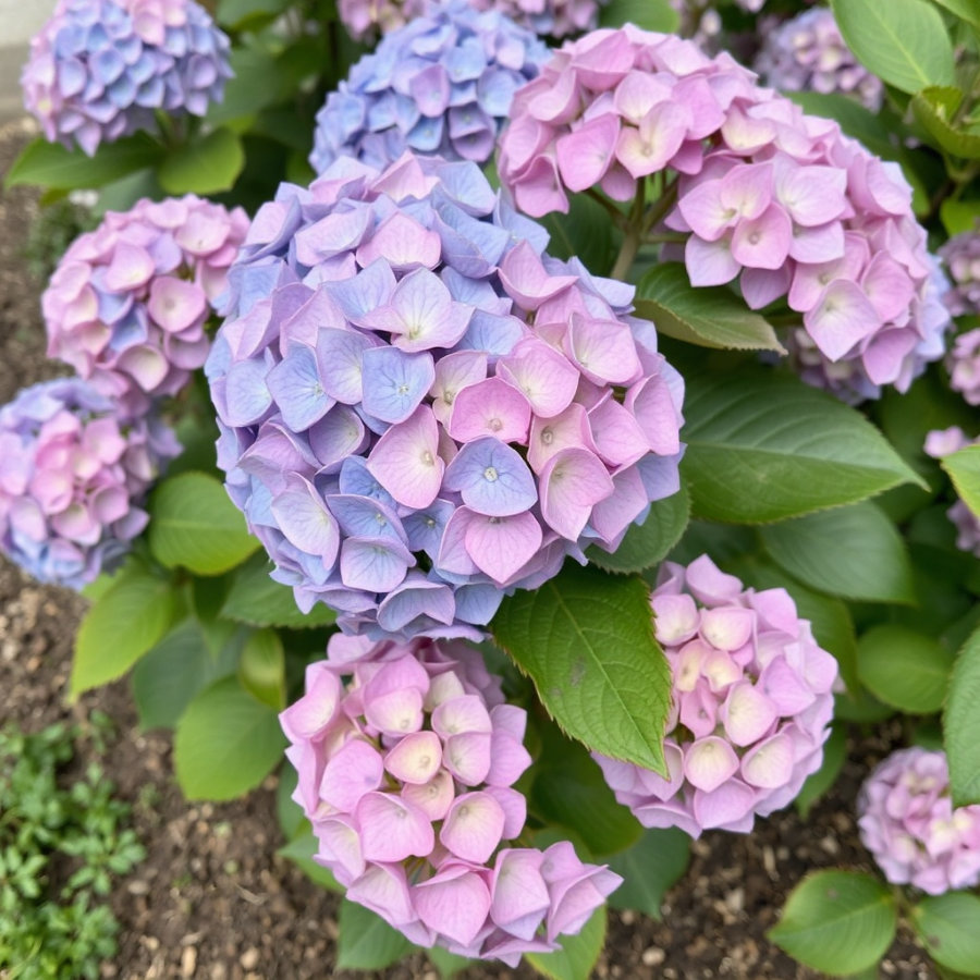 <!-- THEME DEBUG --><!-- THEME HOOK: 'field' --><!-- FILE NAME SUGGESTIONS:
▪️ field--paragraph--field-title--step-item.html.twig
▪️ field--paragraph--field-title.html.twig
▪️ field--paragraph--step-item.html.twig
▪️ field--field-title.html.twig
▪️ field--string.html.twig
✅ field.html.twig
--><!-- 💡 BEGIN CUSTOM TEMPLATE OUTPUT from 'themes/basic-master/templates/field/field.html.twig' -->
Arbusti da fiore
<!-- END CUSTOM TEMPLATE OUTPUT from 'themes/basic-master/templates/field/field.html.twig' -->