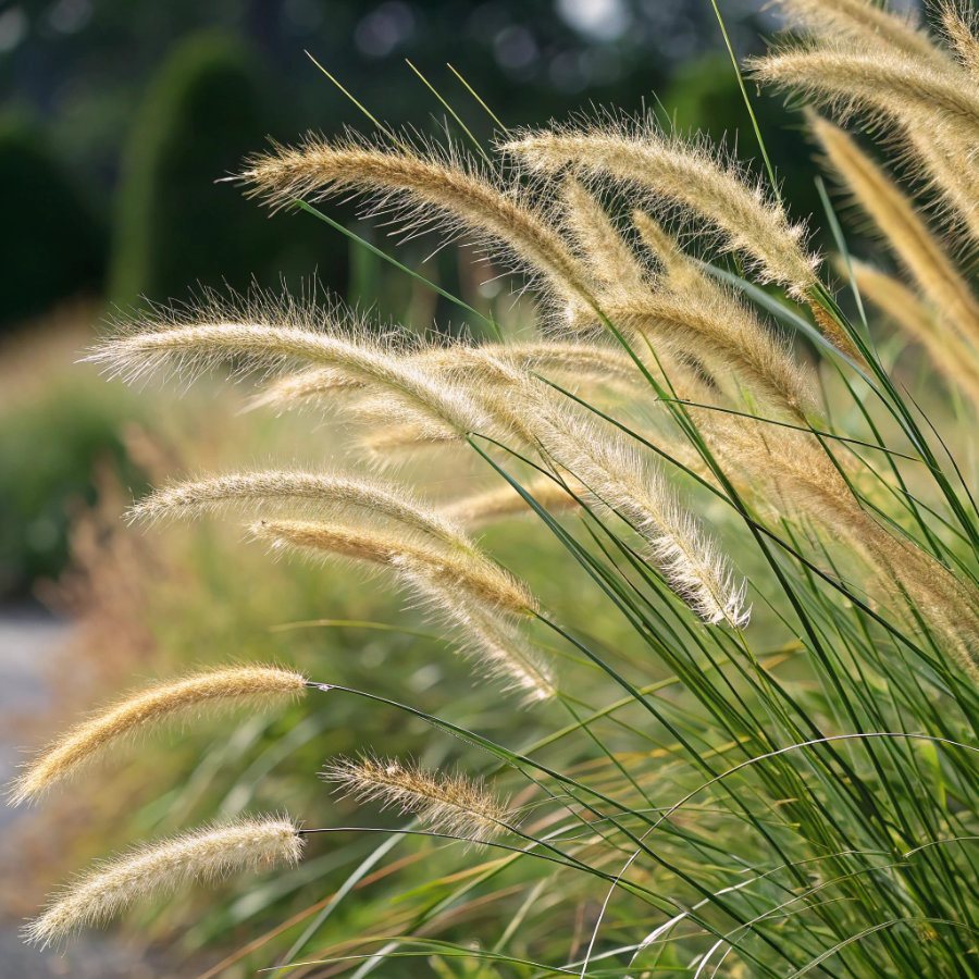 <!-- THEME DEBUG --><!-- THEME HOOK: 'field' --><!-- FILE NAME SUGGESTIONS:
▪️ field--paragraph--field-title--step-item.html.twig
▪️ field--paragraph--field-title.html.twig
▪️ field--paragraph--step-item.html.twig
▪️ field--field-title.html.twig
▪️ field--string.html.twig
✅ field.html.twig
--><!-- 💡 BEGIN CUSTOM TEMPLATE OUTPUT from 'themes/basic-master/templates/field/field.html.twig' -->
Graminacee ornamentali
<!-- END CUSTOM TEMPLATE OUTPUT from 'themes/basic-master/templates/field/field.html.twig' -->