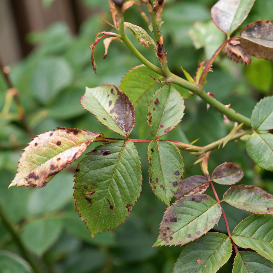 

<!-- THEME DEBUG -->
<!-- THEME HOOK: 'field' -->
<!-- FILE NAME SUGGESTIONS:
   ▪️ field--paragraph--field-title--step-item.html.twig
   ▪️ field--paragraph--field-title.html.twig
   ▪️ field--paragraph--step-item.html.twig
   ▪️ field--field-title.html.twig
   ▪️ field--string.html.twig
   ✅ field.html.twig
-->
<!-- 💡 BEGIN CUSTOM TEMPLATE OUTPUT from 'themes/basic-master/templates/field/field.html.twig' -->


              Cure quando servono
    
<!-- END CUSTOM TEMPLATE OUTPUT from 'themes/basic-master/templates/field/field.html.twig' -->

