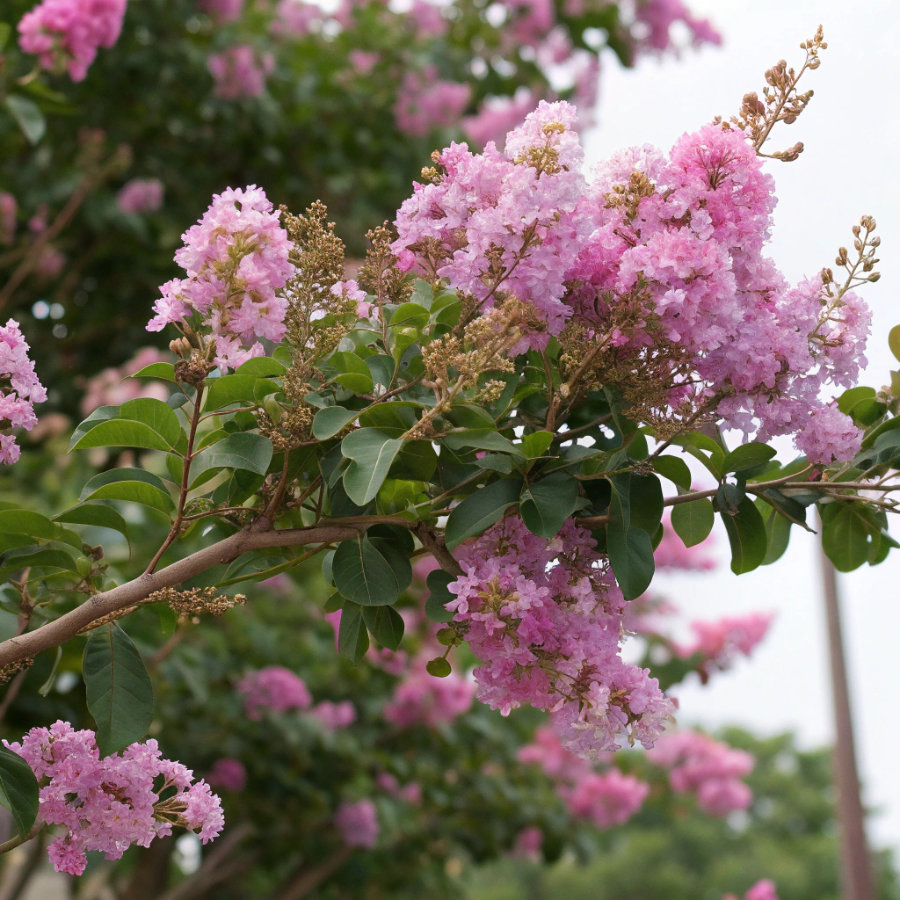 <!-- THEME DEBUG --><!-- THEME HOOK: 'field' --><!-- FILE NAME SUGGESTIONS:
▪️ field--paragraph--field-title--step-item.html.twig
▪️ field--paragraph--field-title.html.twig
▪️ field--paragraph--step-item.html.twig
▪️ field--field-title.html.twig
▪️ field--string.html.twig
✅ field.html.twig
--><!-- 💡 BEGIN CUSTOM TEMPLATE OUTPUT from 'themes/basic-master/templates/field/field.html.twig' -->
Piante della macchia mediterranea
<!-- END CUSTOM TEMPLATE OUTPUT from 'themes/basic-master/templates/field/field.html.twig' -->